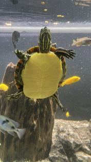 3 Wasserschildkröten, Aquarium, Technik und Zubehör