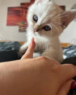 BkH Kitten
