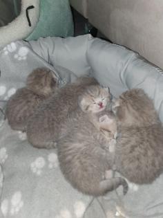Britisch Kurzhaar Kitten