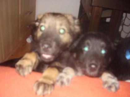 Schäfer Hund Mix