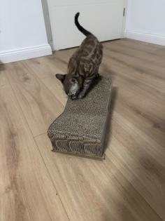 Bengalen mit kompletter Ausstattung