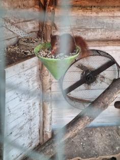 Suche europäische Eichhörnchen