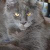 Reinrassige Maine Coon in blue und black