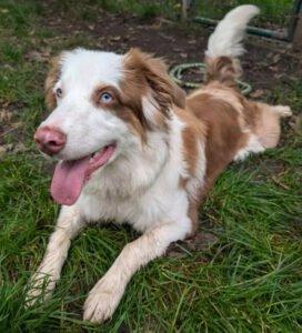 VAIANA - weiblich 11 Monate 50 cm 24 kg Australian Shepherd