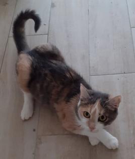 Coco Glückskatze sucht dringend glückliches Zuhause aus dem Tierschutz / gechipt, geimpft, k