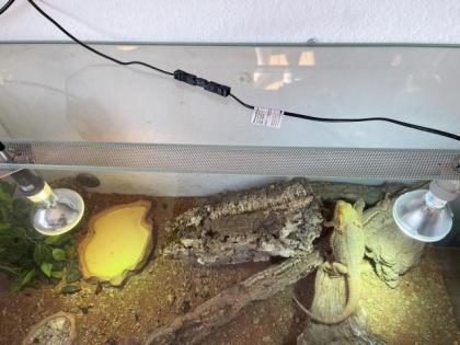 Bartagame mit Terrarium