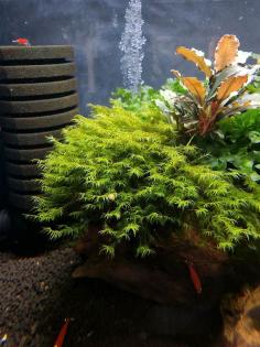 Phoenix Moss fissidens fontanus Phoenixmoss