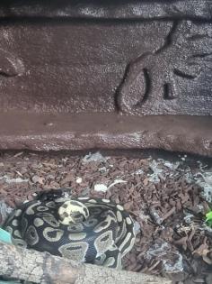 Verkaufe 2 königspythons