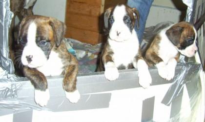 3 süße Boxerwelpen zu verkaufen