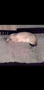Suche/Vermisst Kater/Katze Siam-Mix Kion Belohnung