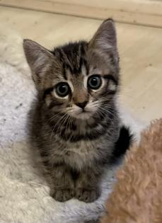 Süße verschmuste Britisch Kurzhaar, Britisch Langhaar und mix Kitten Katzenbabys aus liebevoller