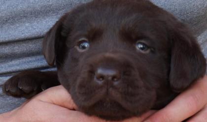 Labrador-Welpen, braun, reinrassig, Rüde Hündin je 1x