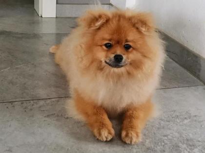 Wunderschöne Pomeranian Zwergspitze mit Stammbaum.