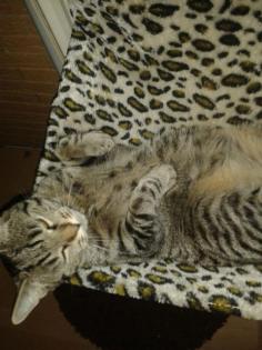 Klein Kitty sucht ein neues Zuhause