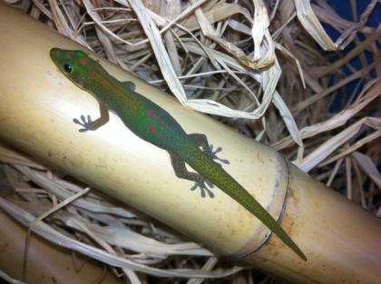 Goldstaub-Taggecko, geb. 08. 2021, männlich abzugeben