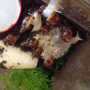 Achatschnecken Reticulata Körper Albino