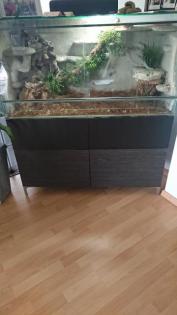 Zwei Kornnattern Terrarium Unterschrank