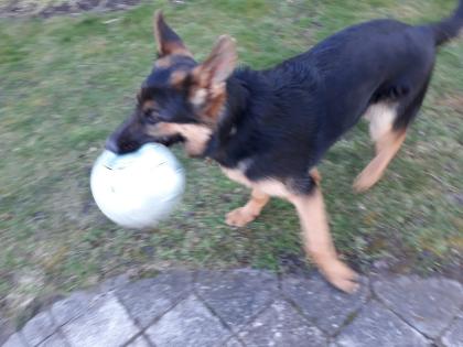 Deutscher Schäferhund 15 Monate sucht neues Zuhause
