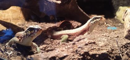 4. 0 4 Maskenleguane / Terrarium mit Zubehör