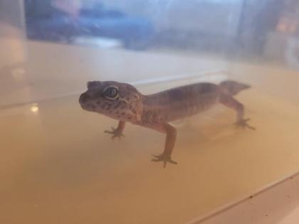 VK 3 leopardengekos weibchen
