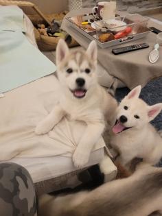 Reinrassige Sibirien Husky