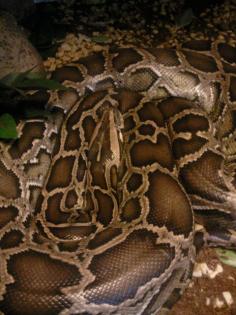 Verkaufe Python Molurus