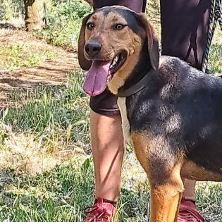 Hanni / Status sucht ein Zuhause