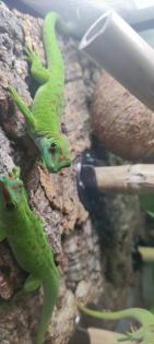 Phelsuma grandis Madagaskar Taggecko 0. 0. 4