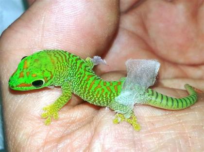 Phelsuma madagascariensis grandis, Jungtiere aus eigener Nachzucht