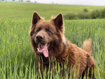 Deckrüde altdeutscher Schäferhund, Langhaar Brownie