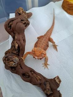 Bartagame weibchen