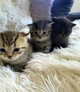 Süsse reinrassige Bkh Kitten