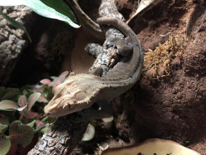 Terrarium und Kronengecko mit komplettem Zubehör