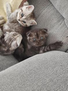 Kitten Britisch Kurzhaar