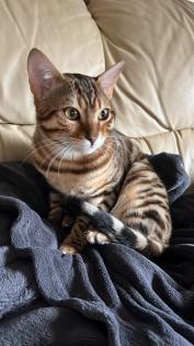 Bengalkater 8 Monate