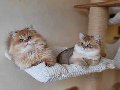 Bkh britisch kurzhaar kitten