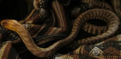 Woma Python / Aspidites Ramsayi 1. 0 DNZ