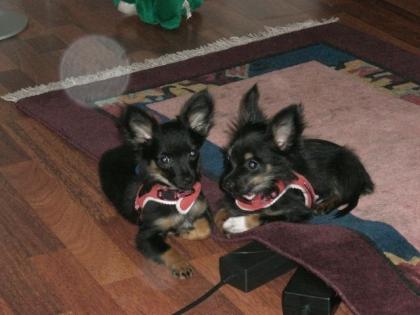 Chihuahua Brüderpaar, sehr süß, 10 Monate alt