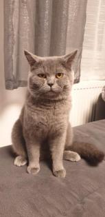 Britisch kurzhaar deckkater
