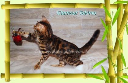 Cahsmere Bengal Kater sehr lieb pfiffig Evtl. sogar mit Zuchtfreigabe