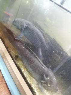 5 Axolotl Aquarium 160 cm Fische Steine