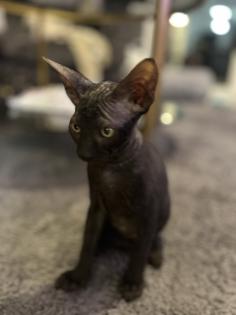 Super süße Can. Sphynx Kitten such ein Zuhause