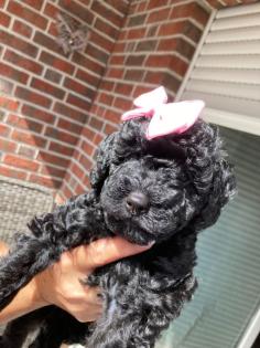 Goldendoodle Mini / Medium Welpen
