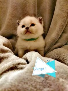BKH Kitten suchen ein liebevolles Zuhause