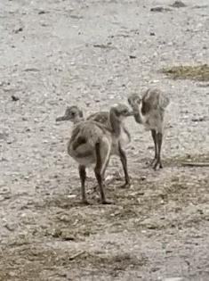 Biete Küken vom Nandu Laufvogel