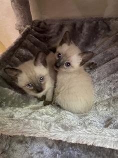 Siam Kitten suchen neues Zuhause
