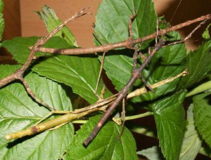 Insekten Phasmiden Stabschrecken oder auch verschiedene Blätter Jungtiere Eier