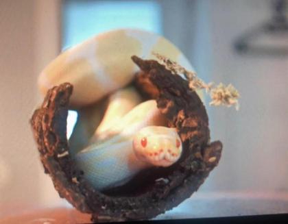 Königspython Albino