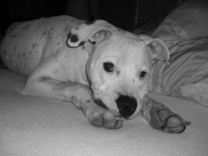 Dogo Argentino