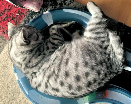 Britisch Kurzhaar Kater, black-silver-tabby-spotted